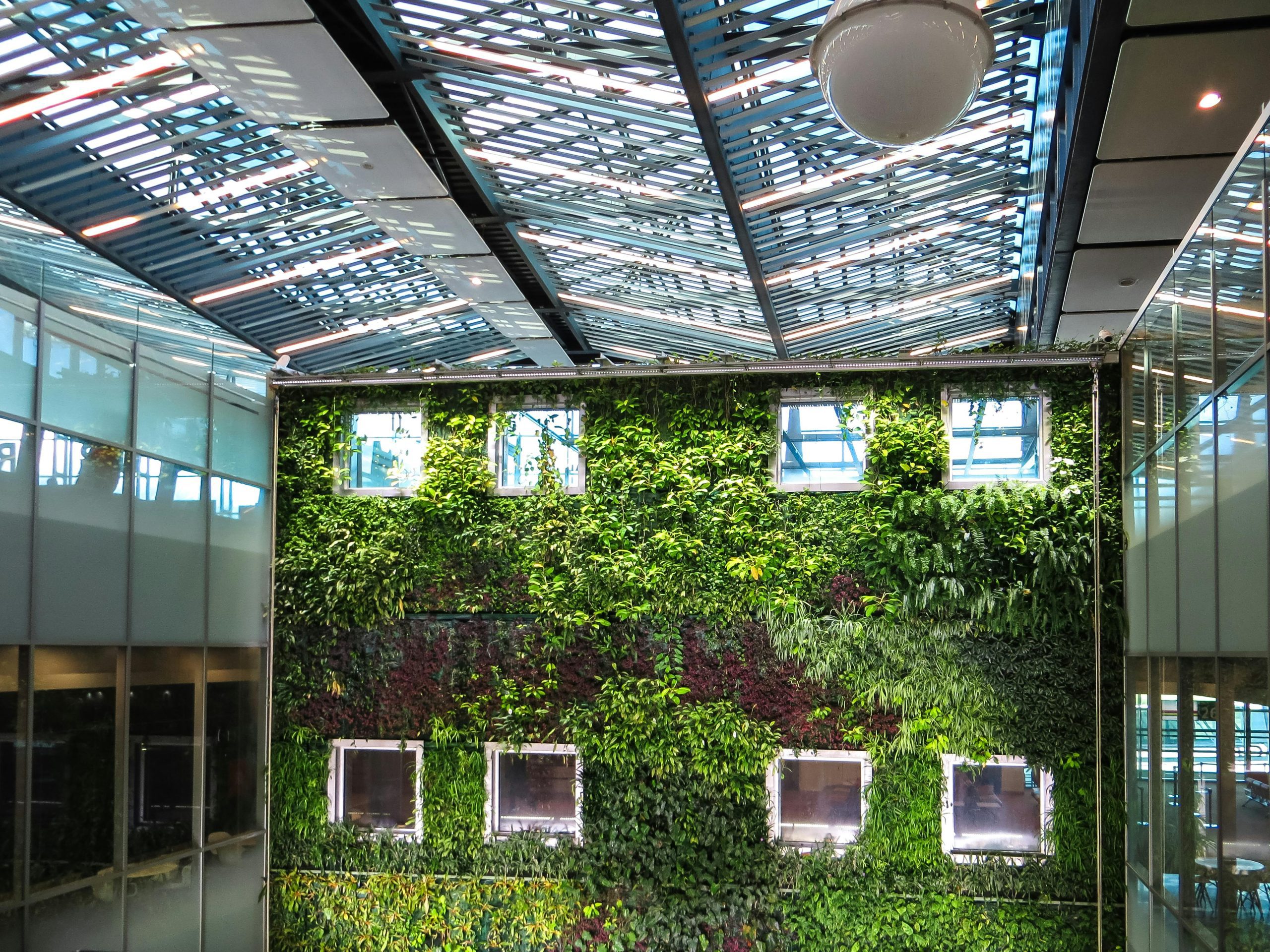 Biophilic plant wall in an office building design