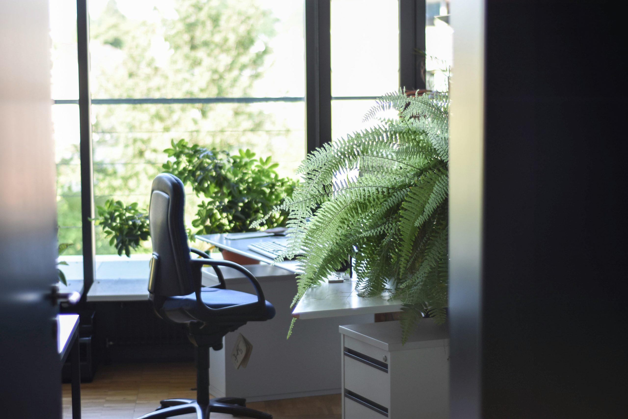 Plants in office space